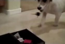 调教狗奴视频,视频背后的真实训练方法与心理洞察